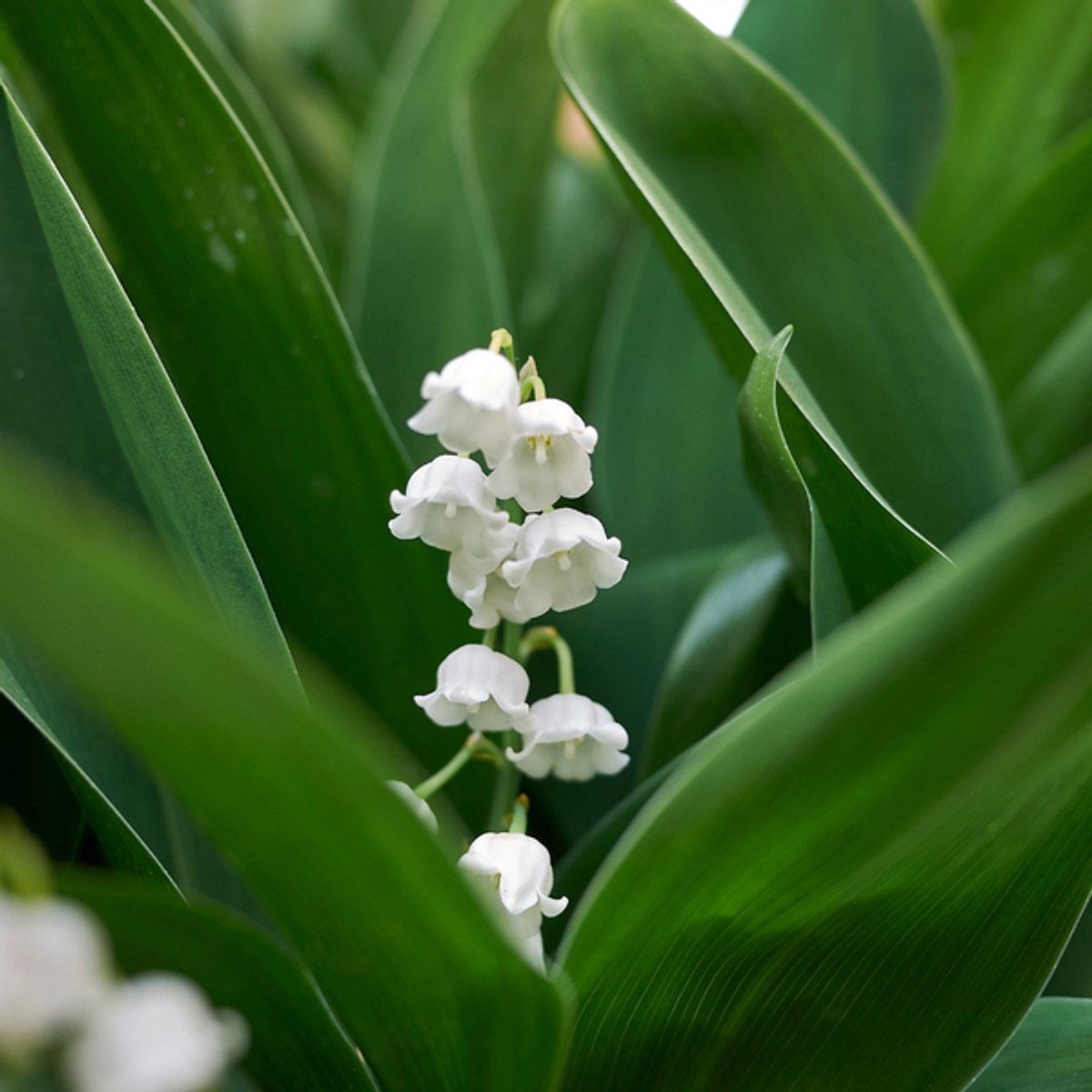 48x Convallaria majalis - 10-25cm - Ø9cm