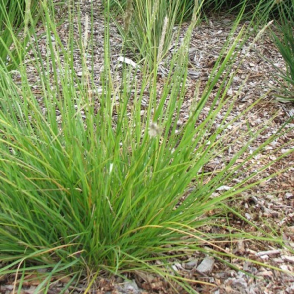 60x Sesleria autumnalis - 10-25cm - Ø9cm