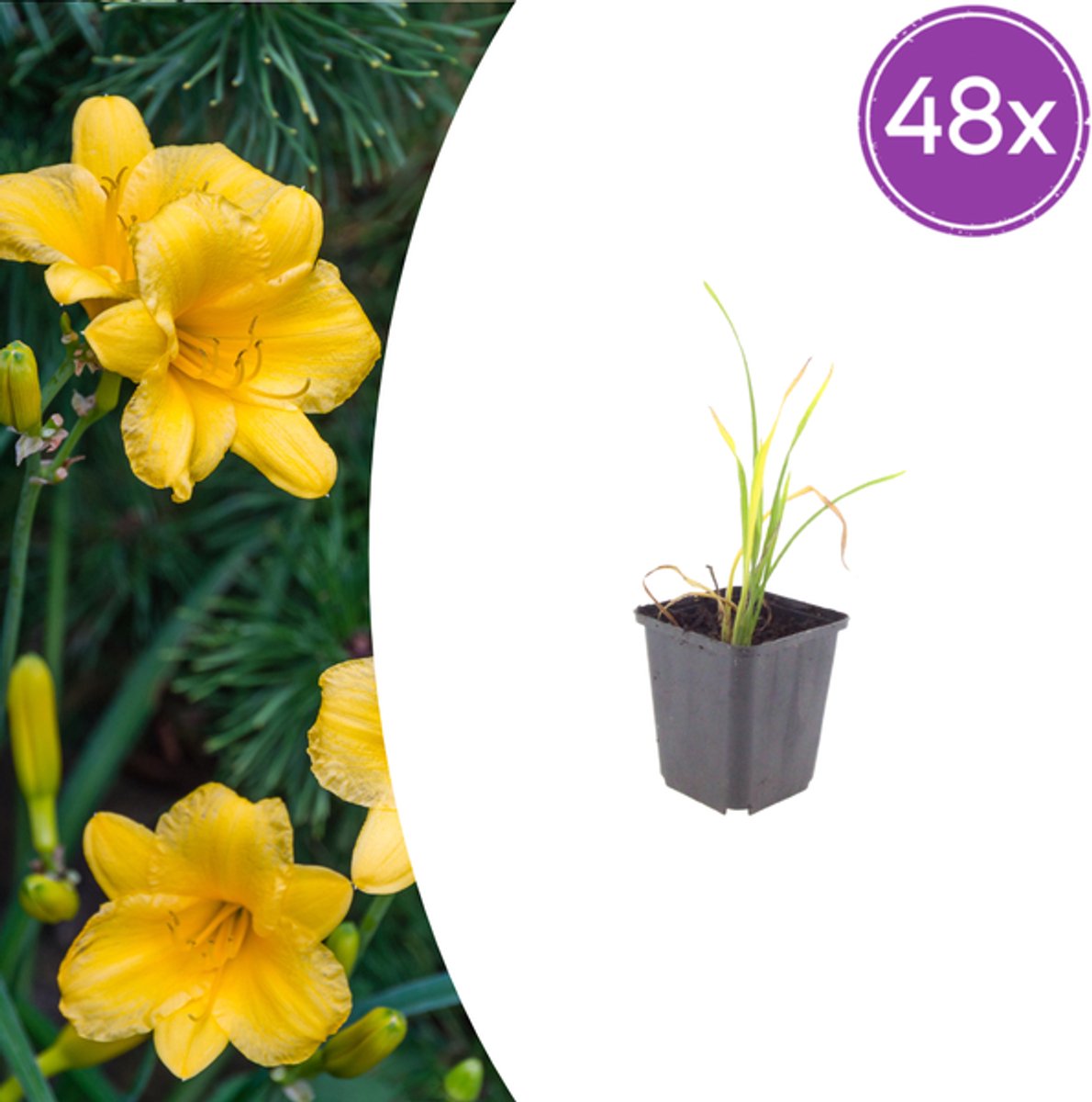 48x Hemerocallis 'Stella de Oro' - 10-25cm - Ø9cm