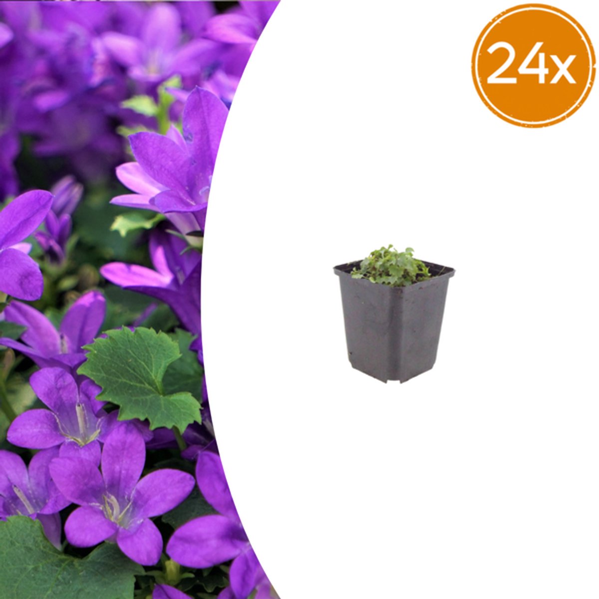 24x Campanula portenschlagiana - 10-25cm - Ø9cm