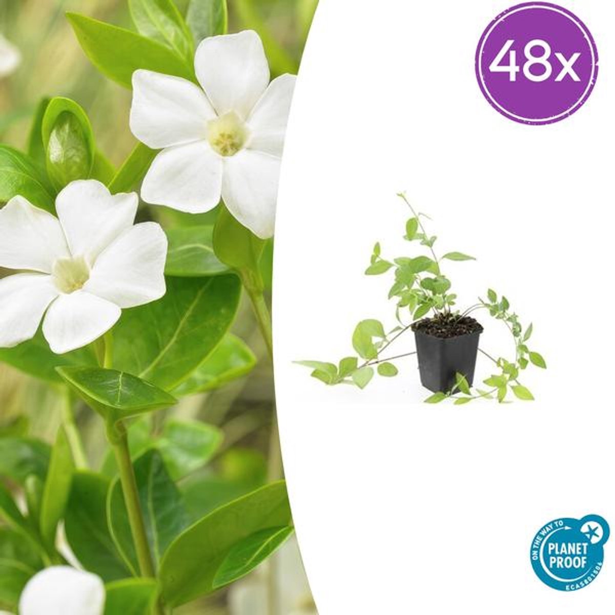 48x Vinca major 'Alba' - 10-25cm - Ø9cm