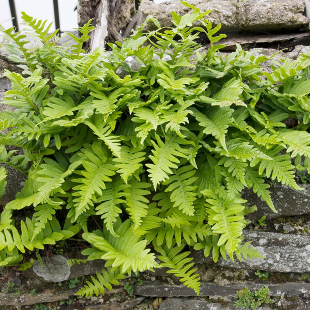 60x Polypodium vulgare - 10-25cm - Ø9cm