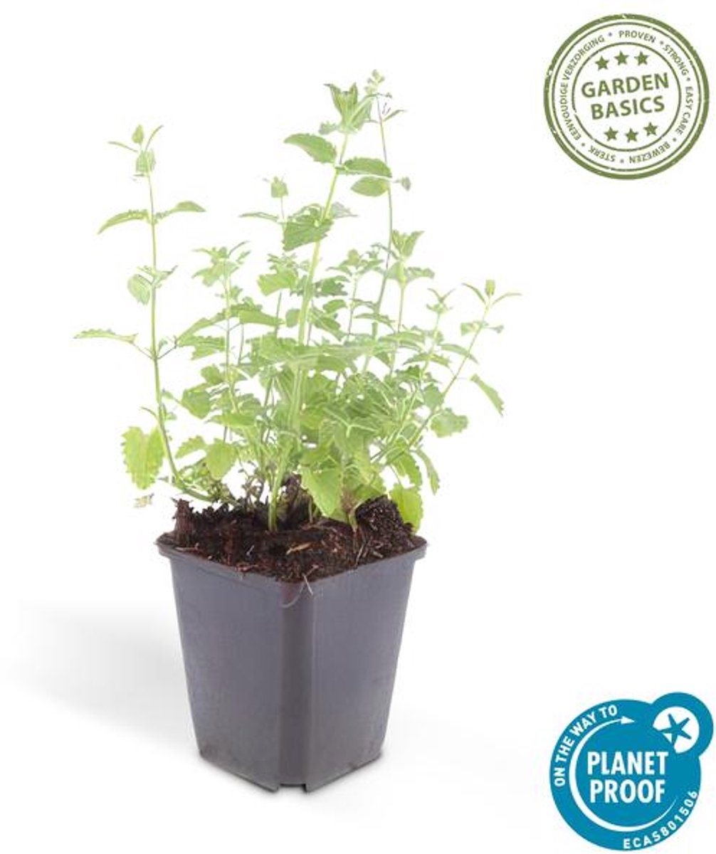 48x Nepeta 'Six Hills Giant' - 10-25cm - Ø9cm