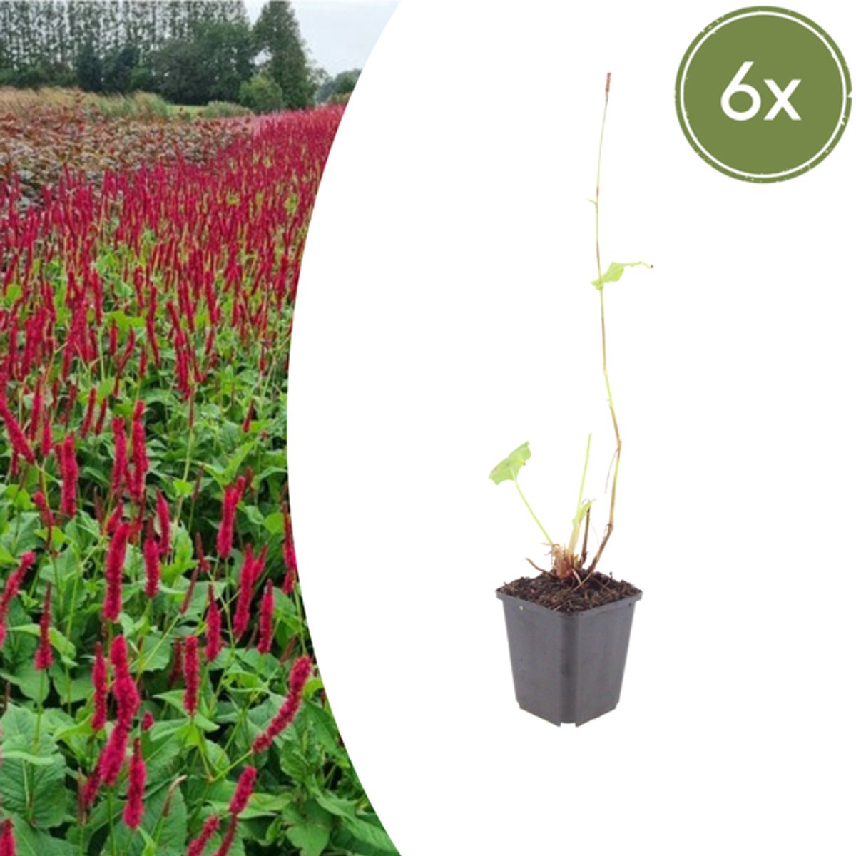 6x Persicaria a. 'Blackfield' - 10-25cm - Ø9cm