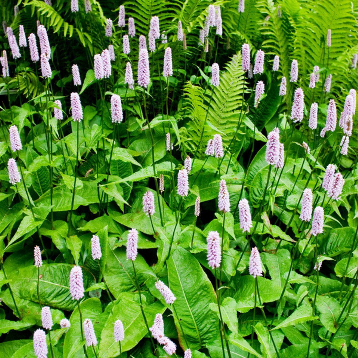 48x Persicaria bistorta - 10-25cm - Ø9cm