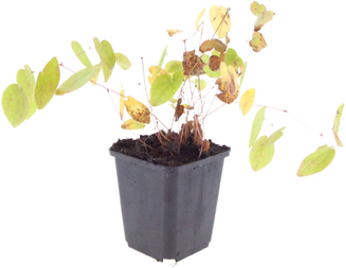 60x Epimedium y. 'Niveum' - 10-25cm - Ø9cm