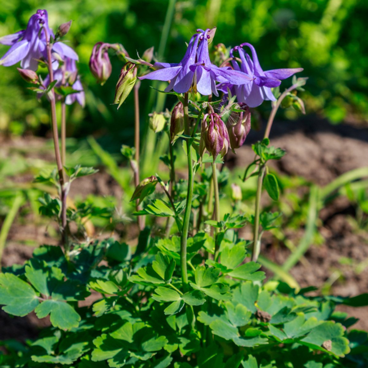 48x Aquilegia vulgaris - 10-25cm - Ø9cm