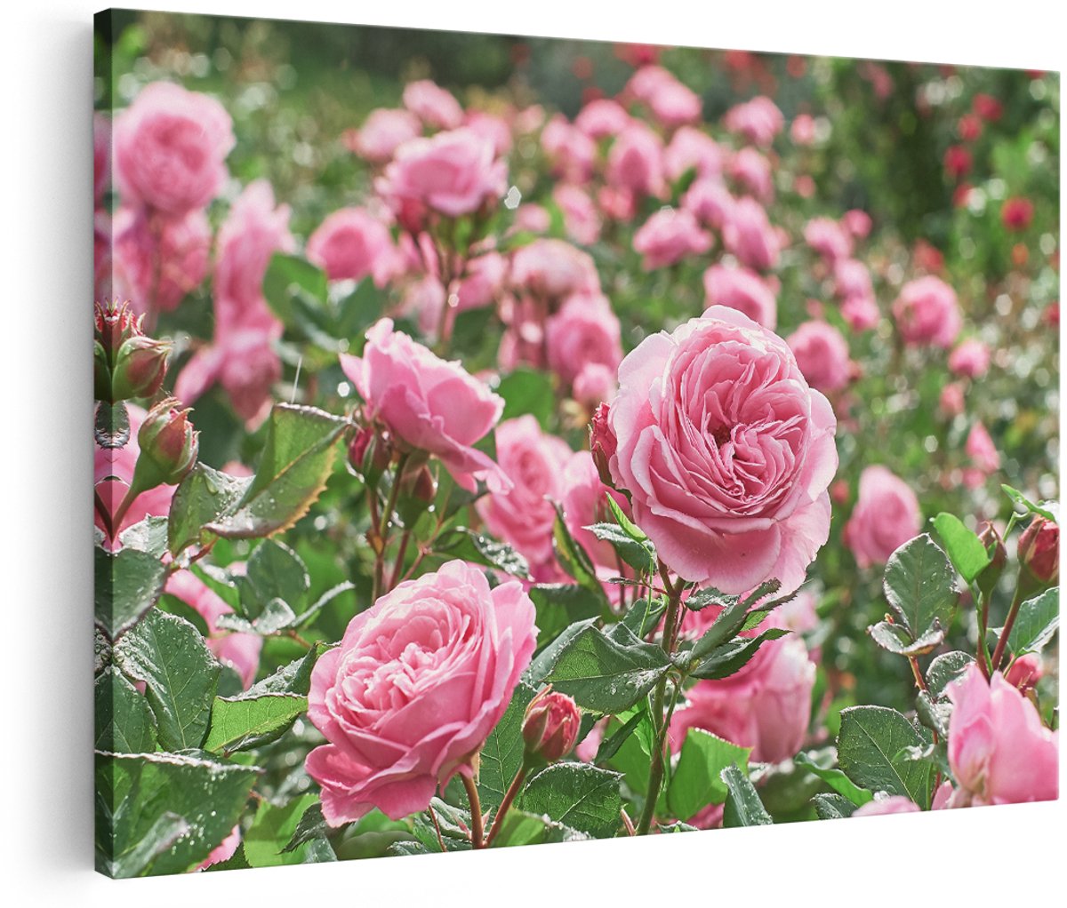 Artaza Canvas Schilderij Roze Rozen Bloemenveld - 180x120 cm - Groot - Foto Op Canvas - Wanddecoratie Woonkamer