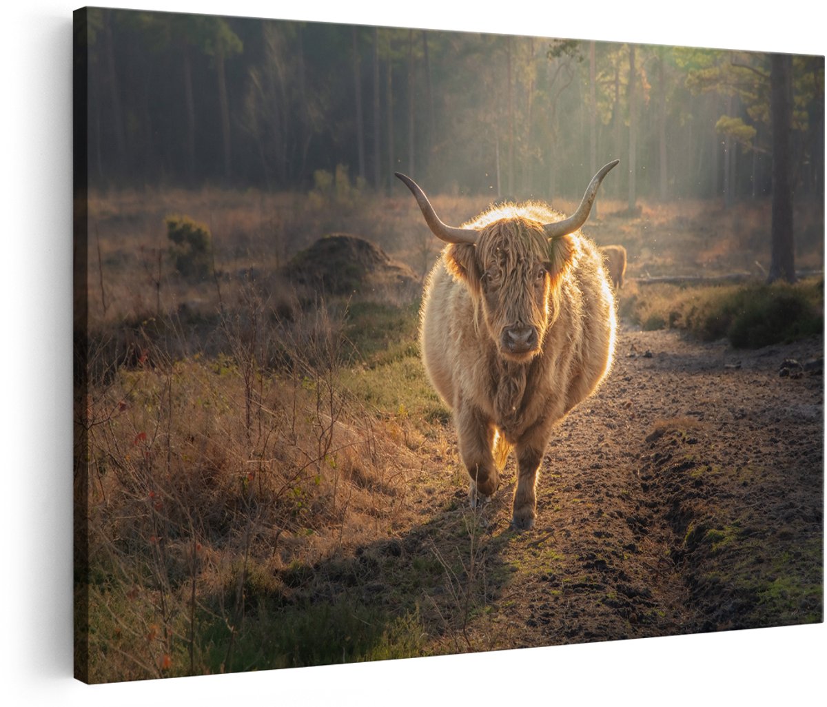 Artaza Canvas Schilderij Schotse Hooglander in de Bossen - 150x100 cm - Groot - Foto Op Canvas - Wanddecoratie Woonkamer