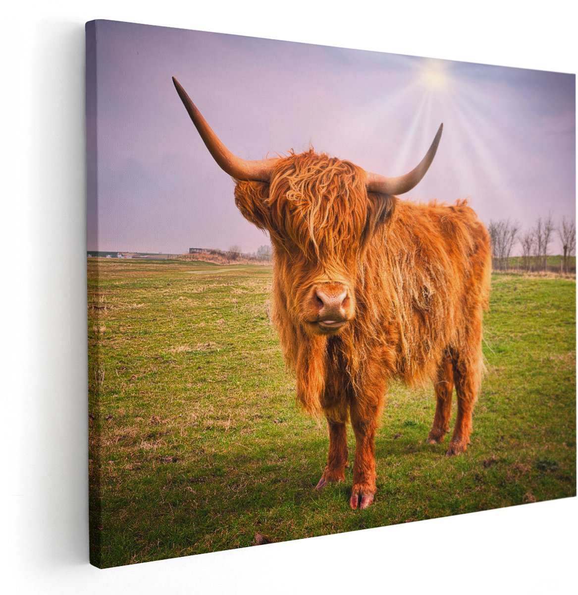 Artaza Canvas Schilderij Bruine Schotse Hooglander Koe - Kleur - 150x120 cm - Groot - Wanddecoratie Woonkamer - Schilderijen - Muurdecoratie