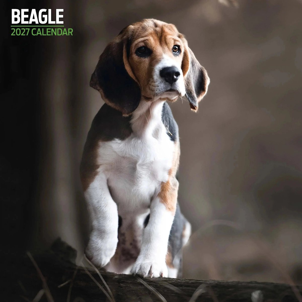 Beagle Kalender 2027