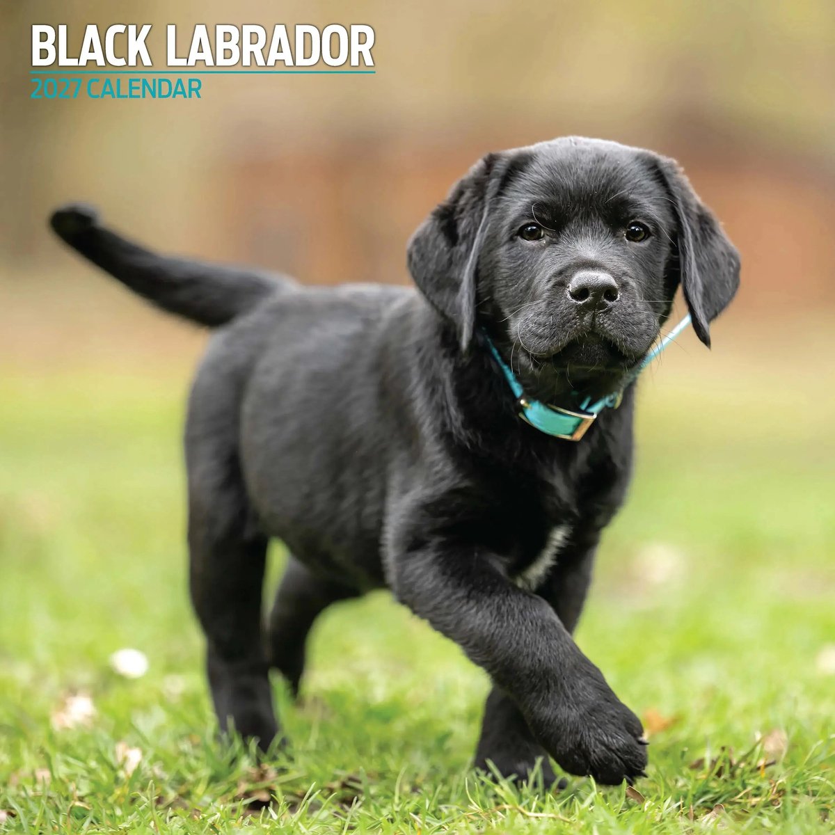 Labrador Retriever Zwart Kalender 2027