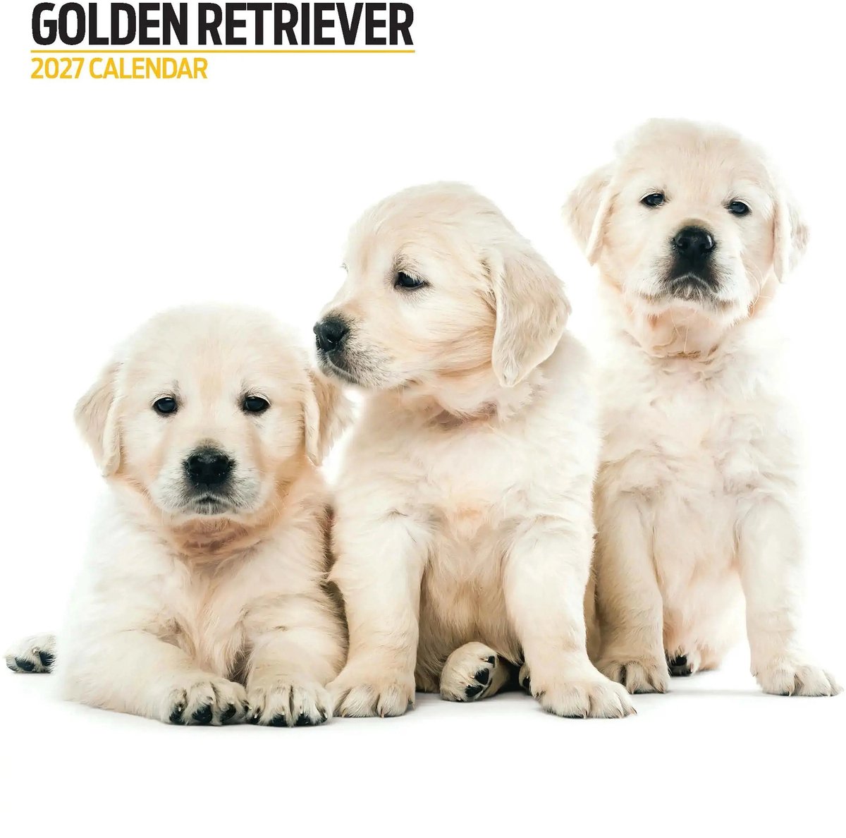 Golden Retriever Modern Kalender 2027