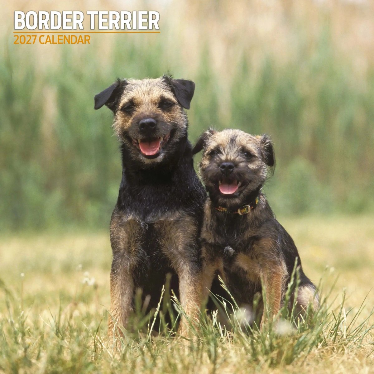 Border Terrier Kalender 2027