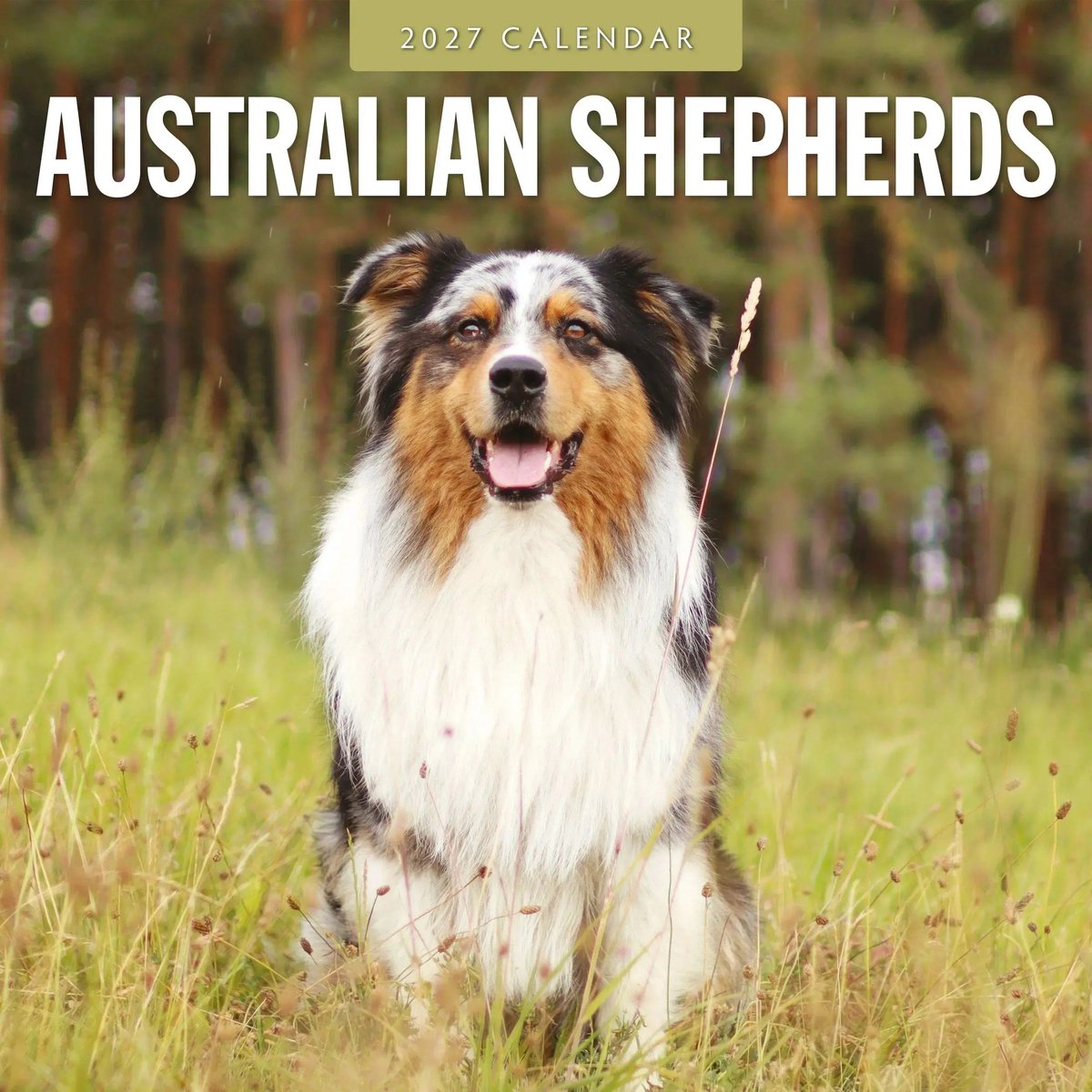 Australian Shepherd Kalender 2027