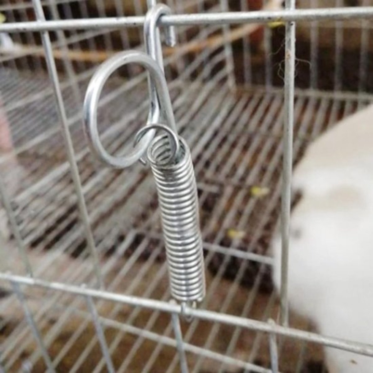 Kooi Deur Haak - Vinger Latch - Bevestiging Kooi - Roestvrij Metaal - 20 Stuks