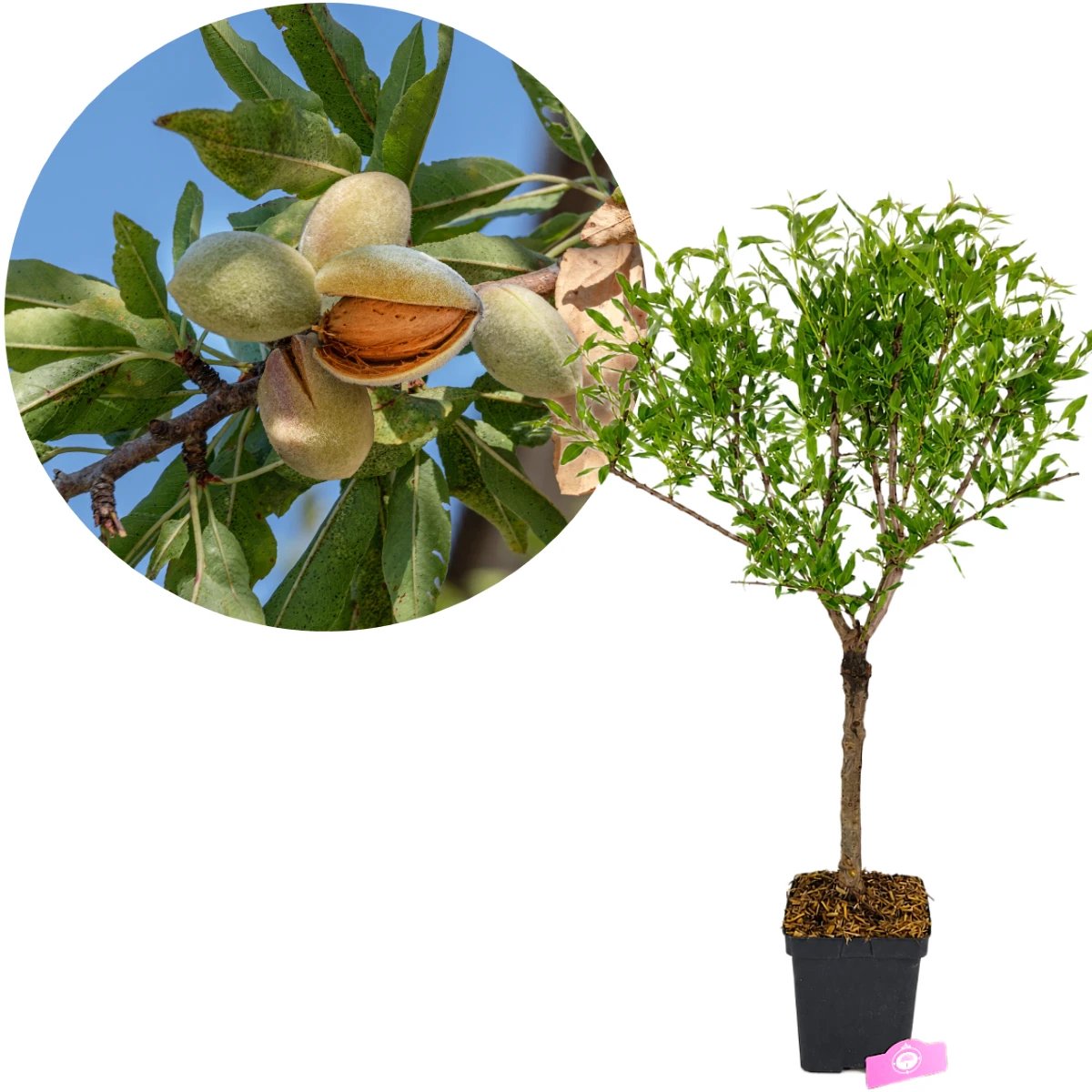 Prunus dulcis 'Little Almond', Dwerg amandelboom, Hoogte 60-80cm, 5 liter pot