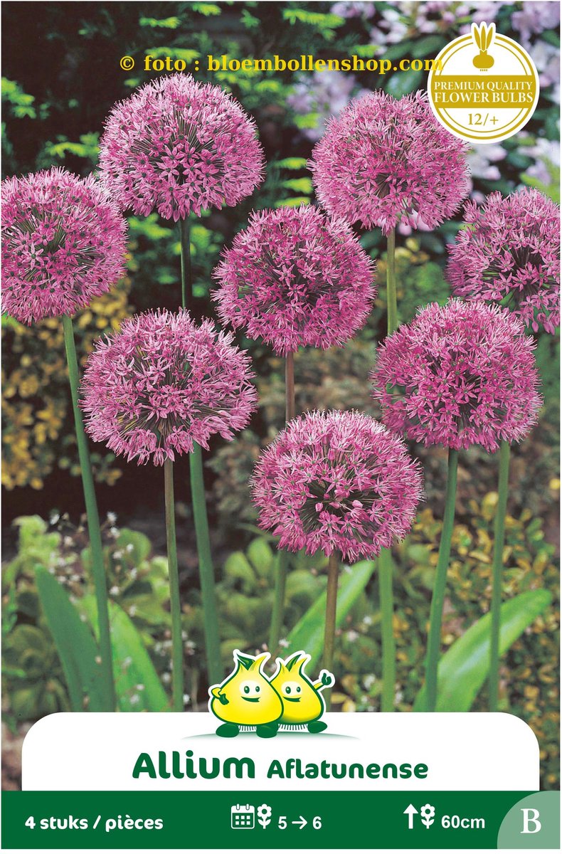 Allium Aflatunense 20 bollen