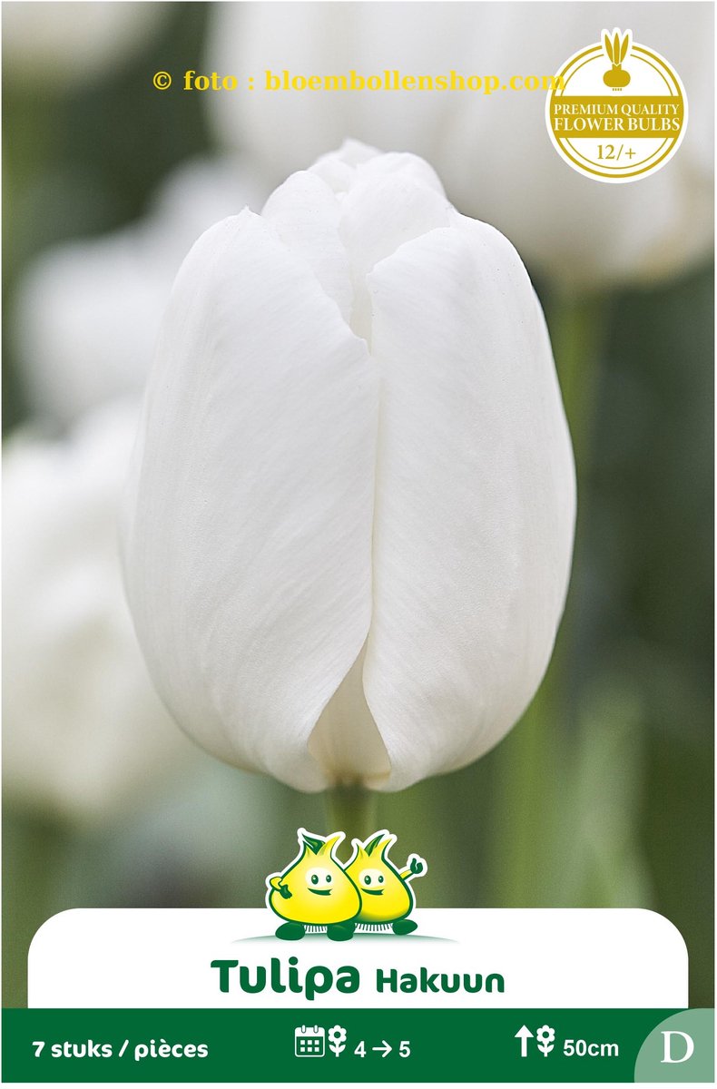 25 bollen tulp hakuun maat 12/+