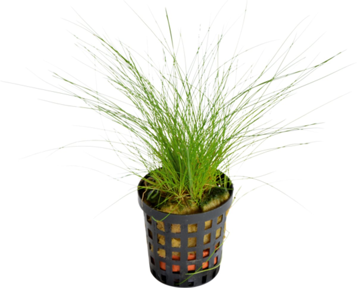 Waterplant eleocharis acicularis 5cm pot