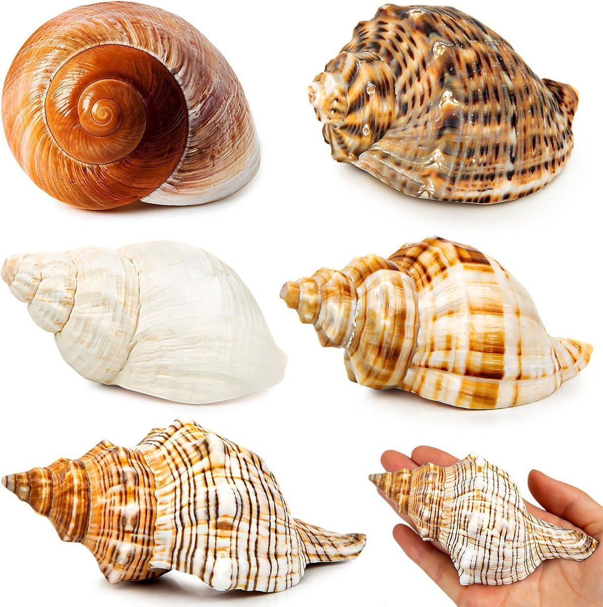 5 stuks extra grote heremietkreeften schelpen, openingsmaat 3,8-6,5 cm | Natuurlijke zeeschelp maat 7-10 cm, turbo-zeeschelpen voor heremietkreeft benodigdheden en stranddecoratie grote zeeschelp