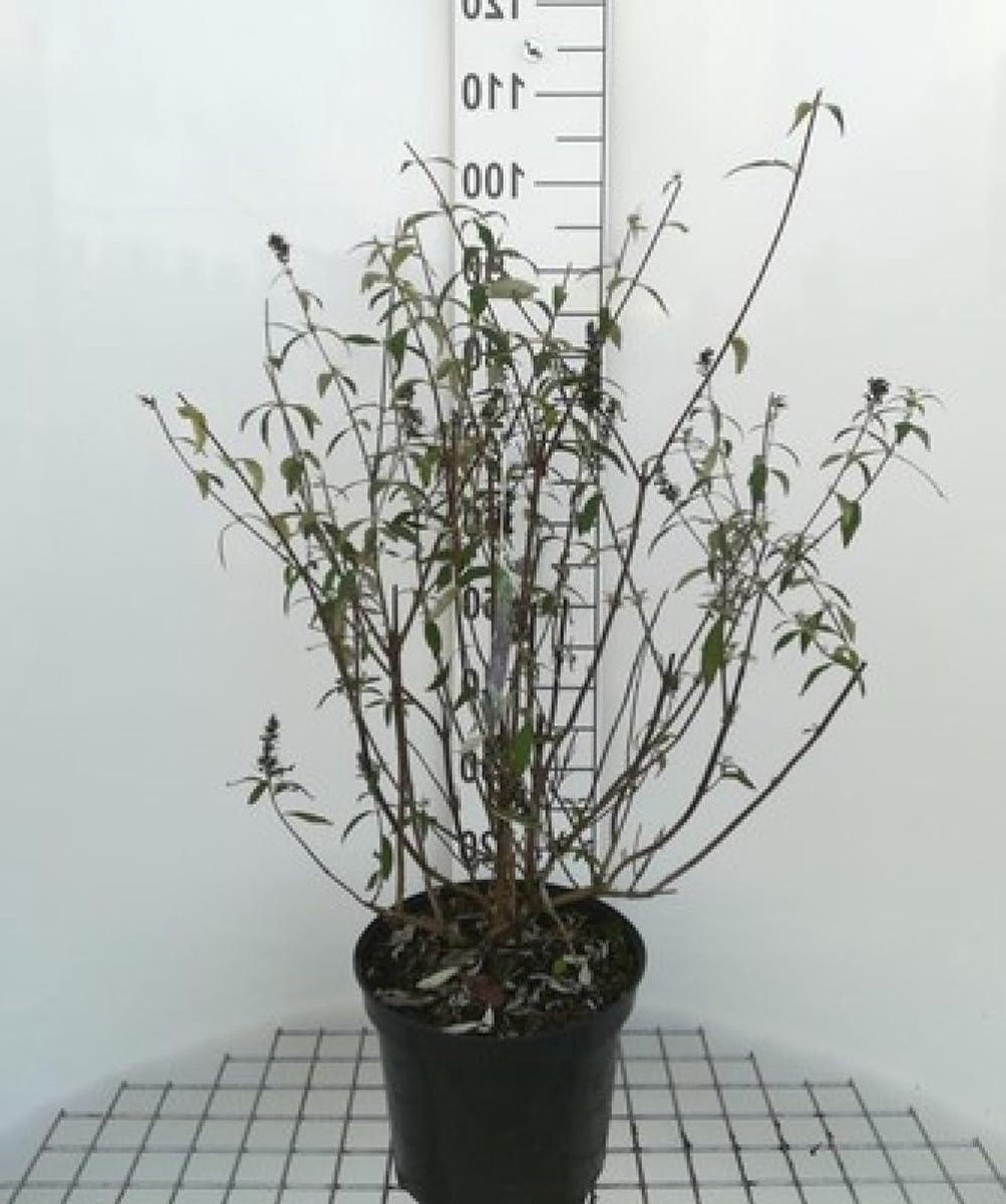 Vlinderstruik Black Knight - Buddleja struik - Tuin decoreren - Zeewind tolerant - 60-80 cm - Blauwpaars
