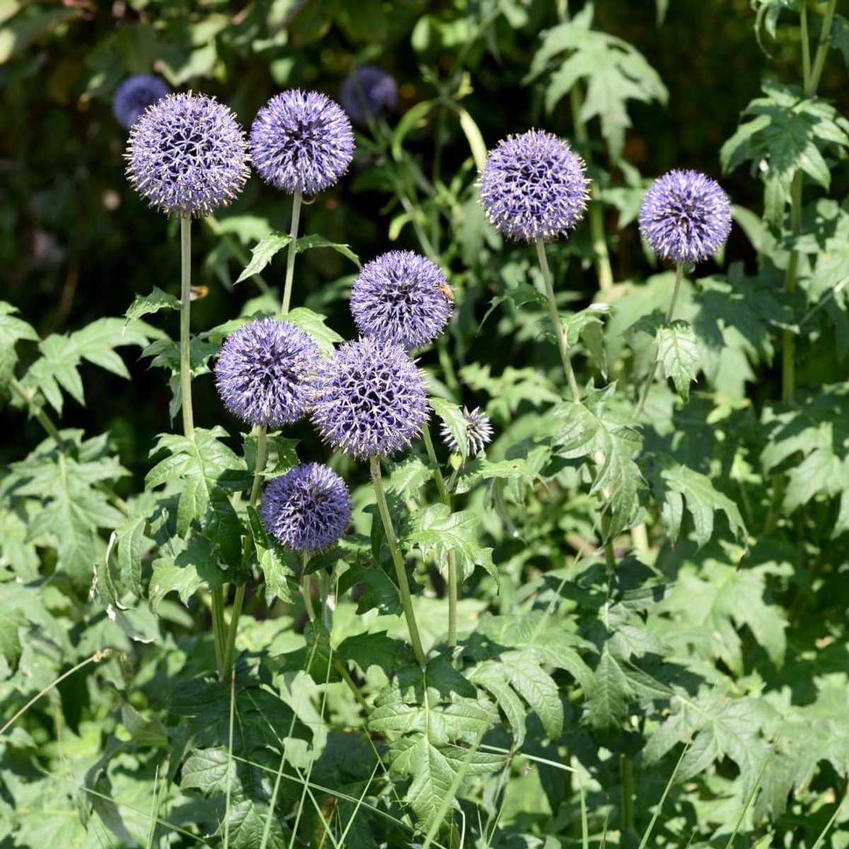Kogeldistel planten - Vaste planten - Tuin decoreren - Bijenvriendelijk - 10-25 cm - Blauw