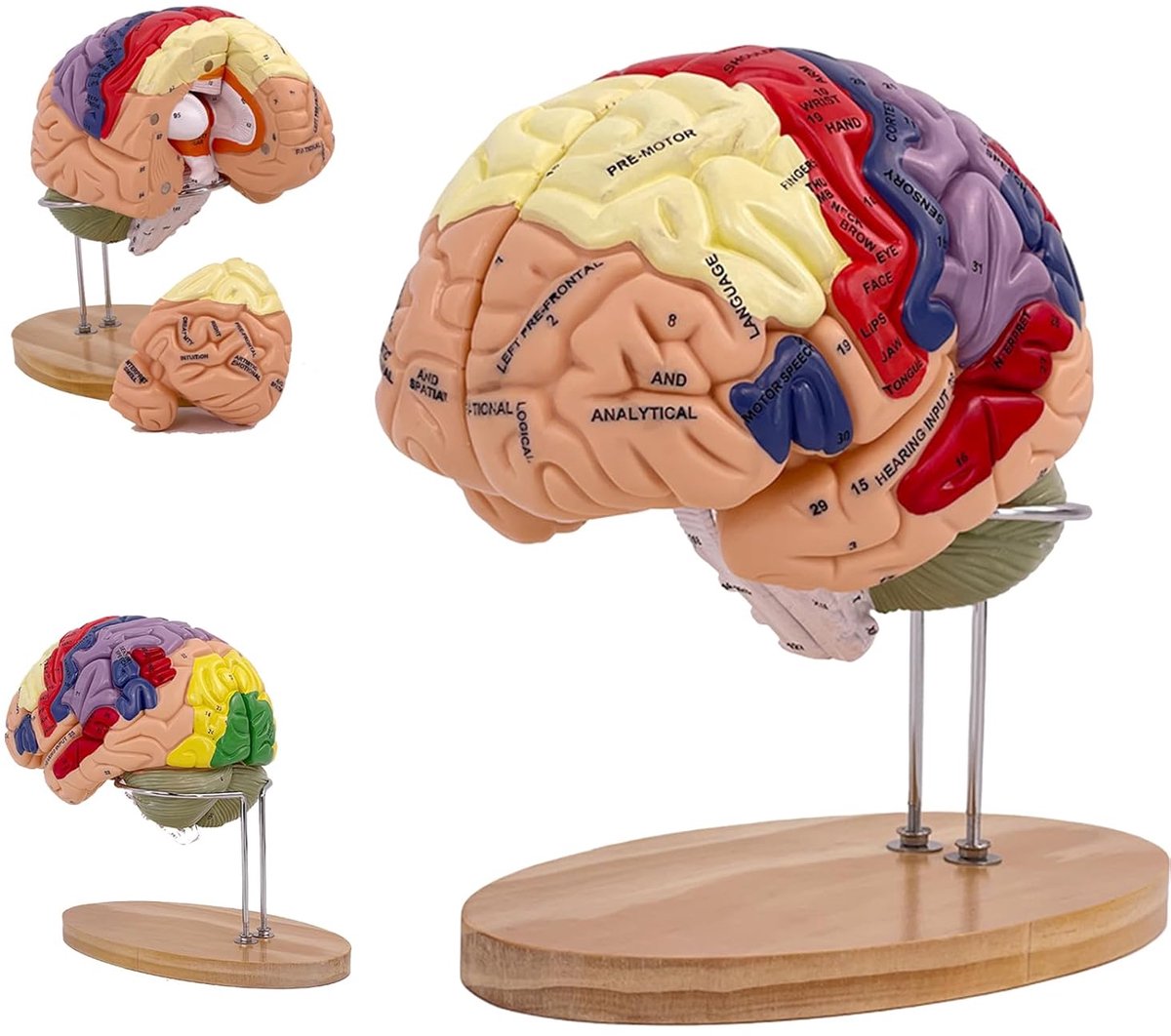 hersenmodel, anatomisch hersenmodel voor neuroanatomie anatomie, demonteerbaar hersenmodel in natuurlijke grootte, 2 x in 4 delen, kleurrijk voor medisch onderwijs