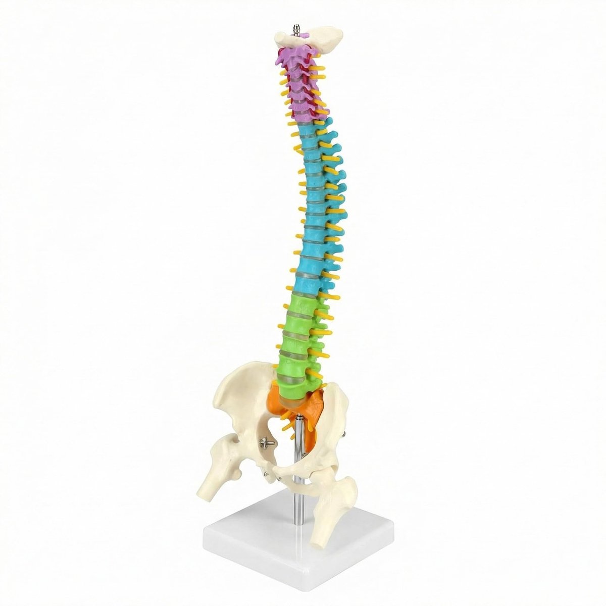 Omgoods - Flexibel Anatomisch Model van de Menselijke Wervelkolom met Bekken