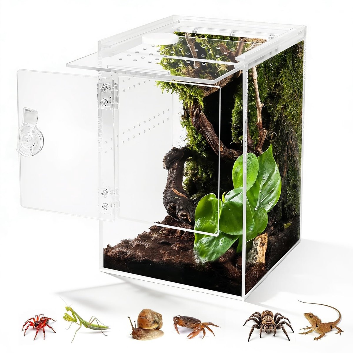 Omgoods- Terrarium 360° Uitzicht - Acryl Terrarium 15x15x29cm - Vogelspinnenkooi - Waterdichte Reptielenhouder - Klimruimte - Draaiknopsluiting - Dierenverblijf