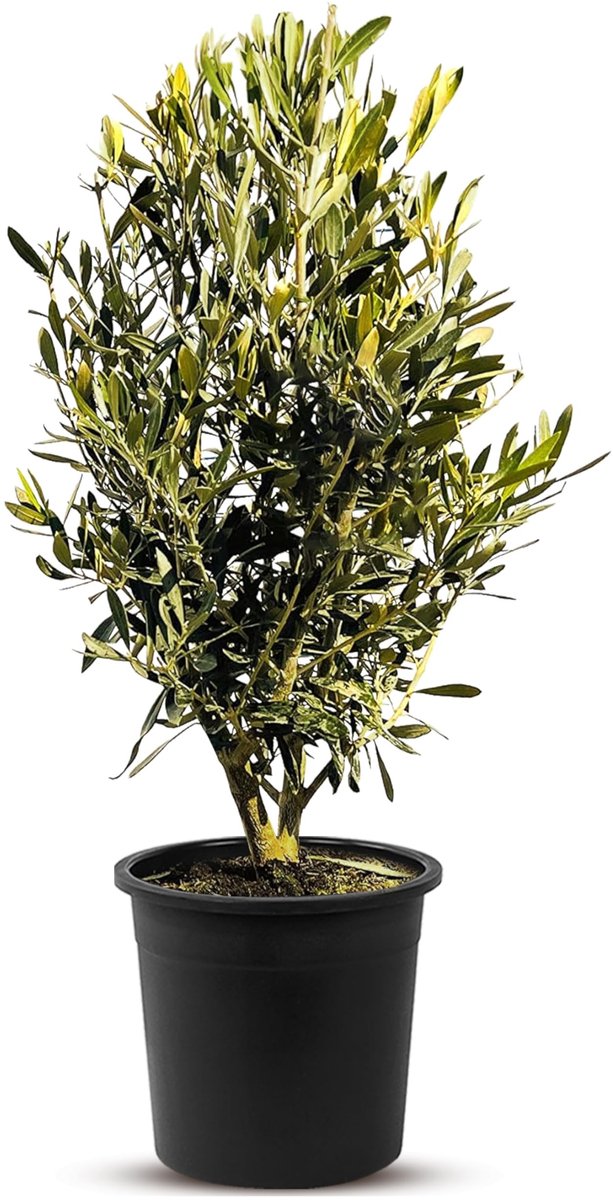 Dailygoods- Olijfboom winterhard tot -18 °C - Olea Europea - Sierboom - Mediterrane plant - Ideaal voor tuin/balkon - Hoge bladendichtheid