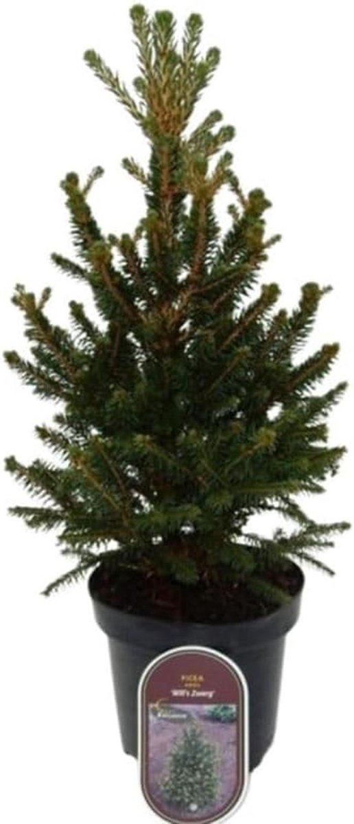 Dwerg Spar - Groenblijvende Conifeer - Kleine Tuin - Compacte Groeiwijze - 20/30 cm - Groen — afbeelding 2