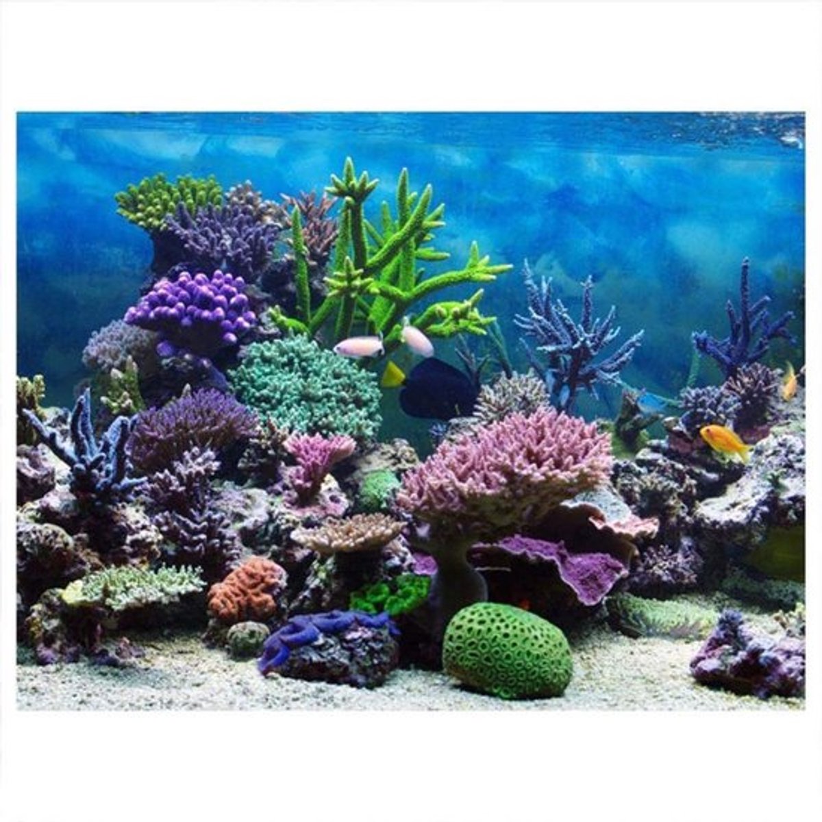 Allecto - Decoratieve Aquarium Achtergrond - Waterdichte PVC Schildering - Zeewier