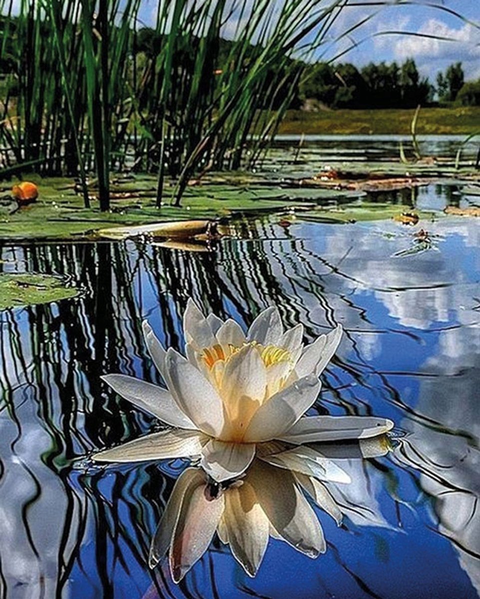 5D Diamant Borden Op Frame 40x50 cm Rivierlelie