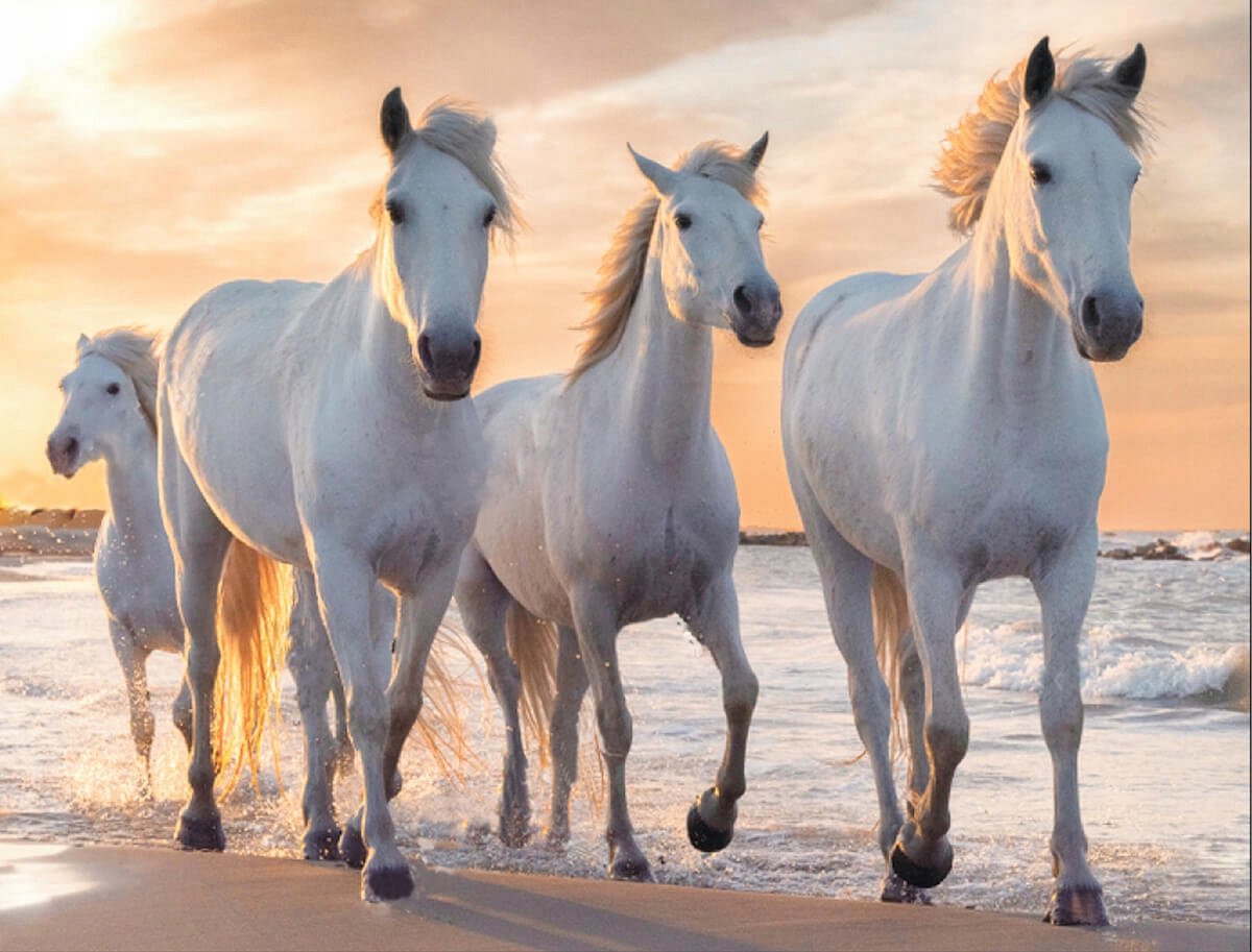 5D Diamant Schilderen op Frame 40x50 cm - Witte Paarden