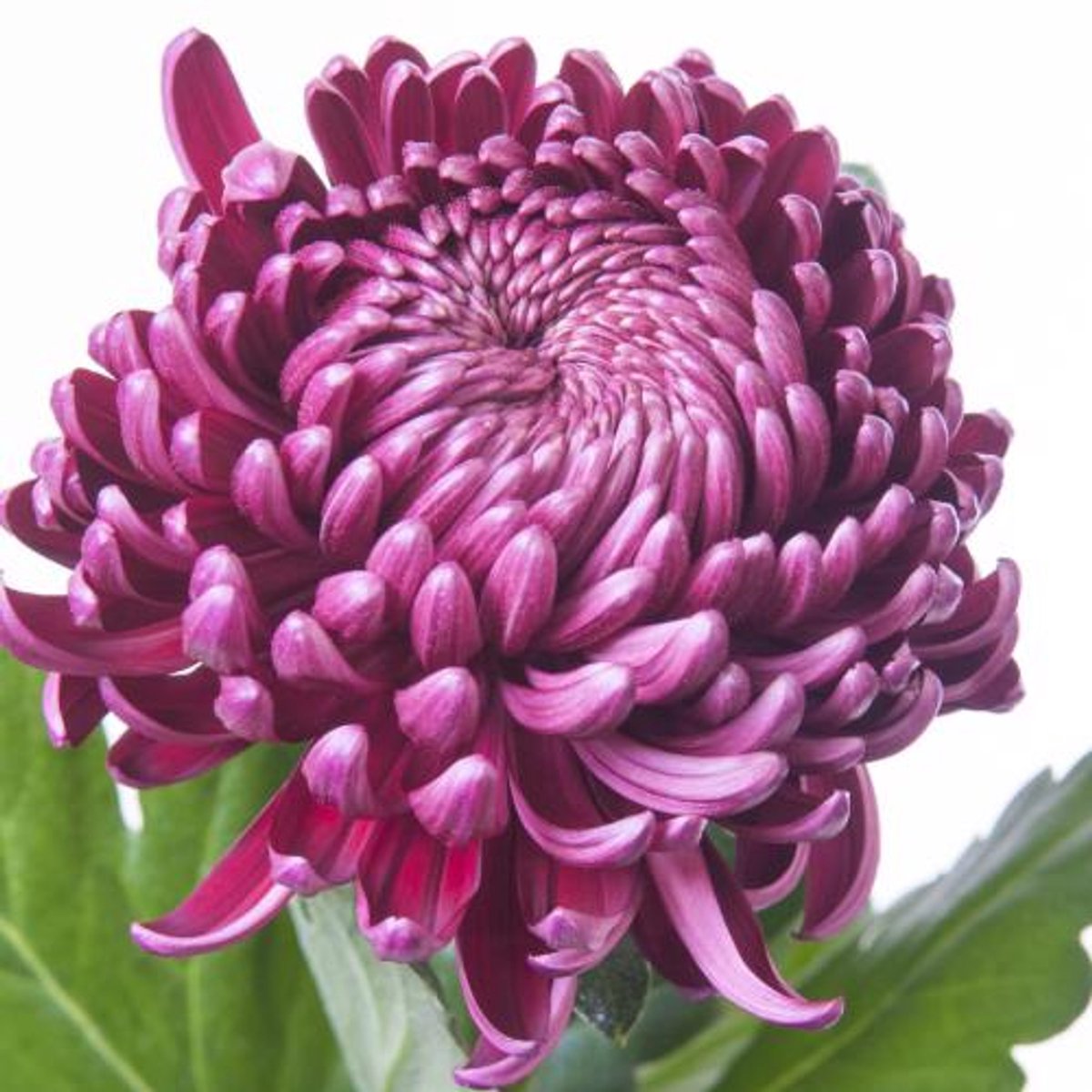 10x Chrysant bigoudi purple 70cm
