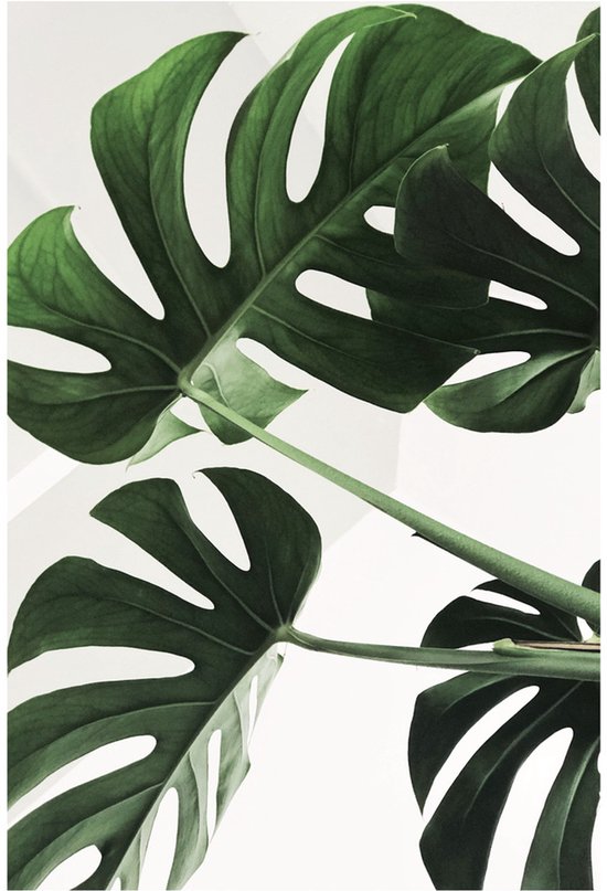 Een poster met een close-up van groene monstera bladeren, met een witte achtergrond.