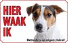 Bord Jack Russell terrier