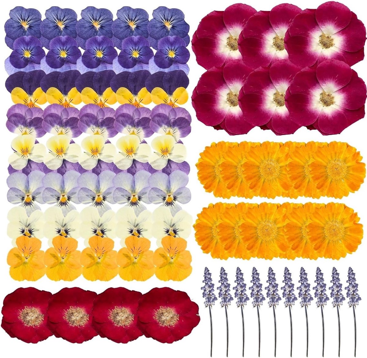 Natuurlijke gedroogde bloemen – 70 stuks voor taartdecoratie, DIY knutselprojecten en creatief gebruik