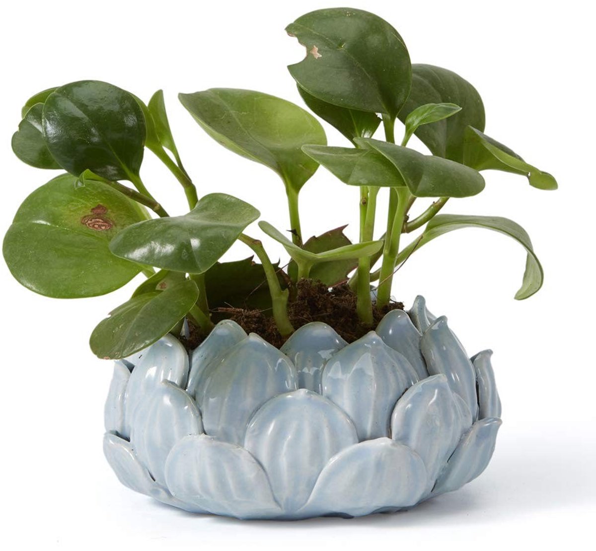 Omgoods - Ceramische Plant Pot voor Cactussen en Succulenten Blauw 18cm