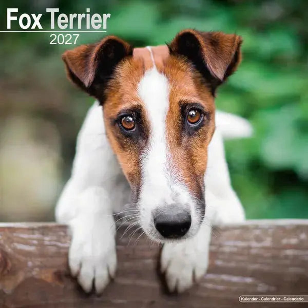Fox Terrier Kalender 2027