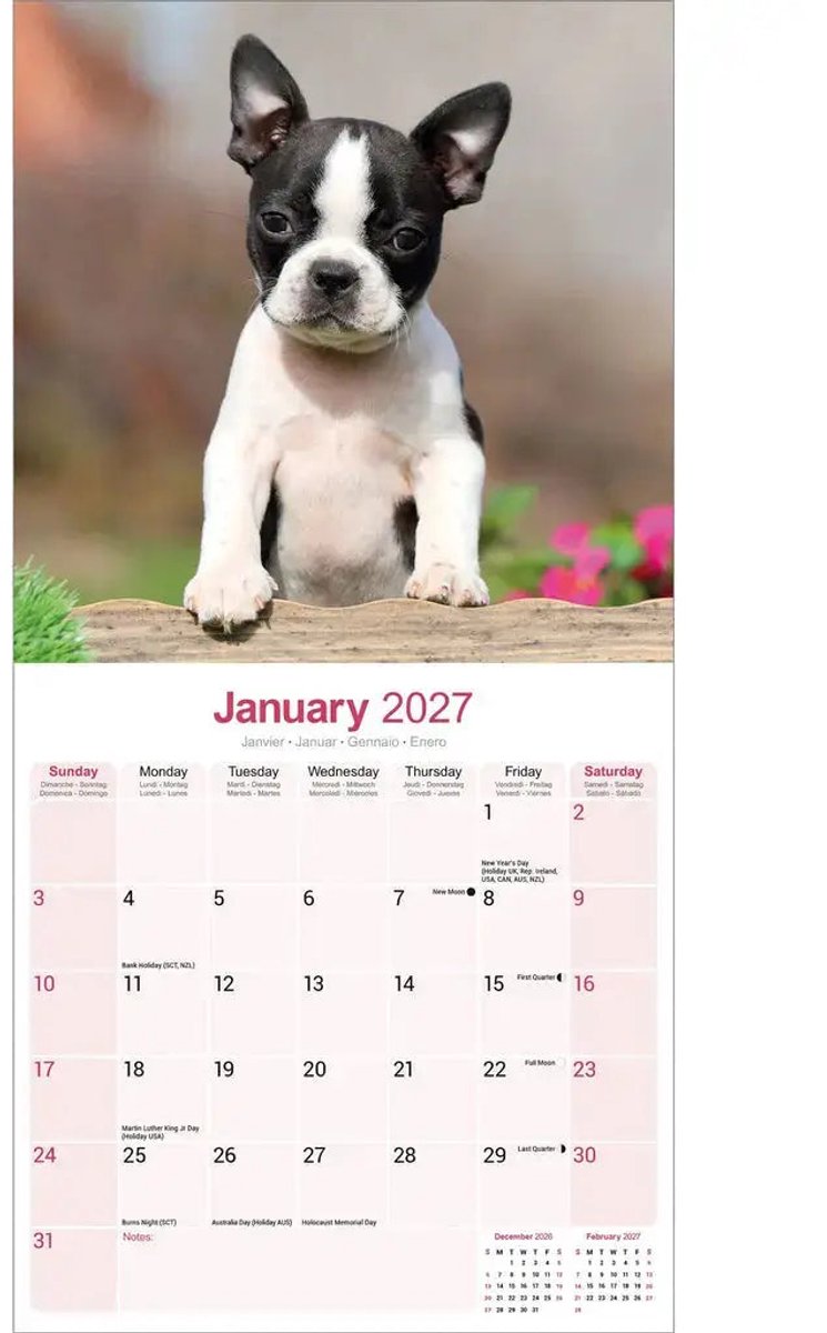 Boston Terrier Kalender 2027