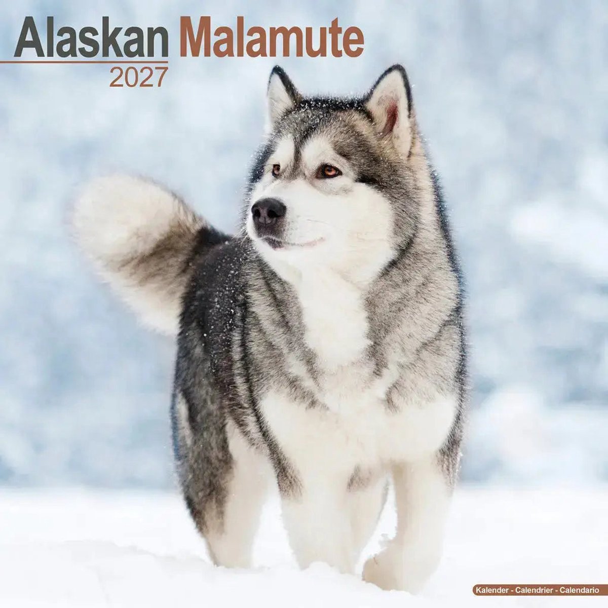 Alaskan Malamute Kalender 2027