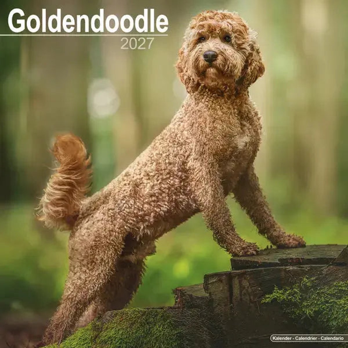 Goldendoodle Kalender 2027