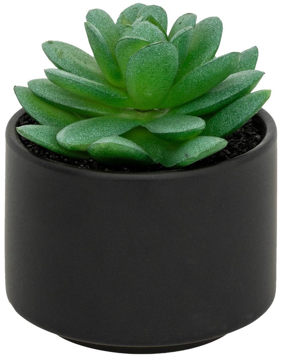Vetplant in pot ANDA