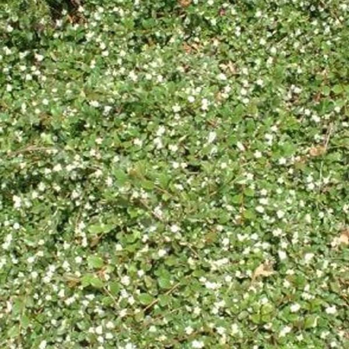 Dwergmispel - Cotoneaster dammeri - Tuin Bodembedekking - Wintergroene Bodembedekker - 9x9 cm Pot - Groen