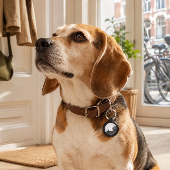 Bruine beagle hond met een bruine leren halsband met een zwarte AirTag-sleutelhanger.