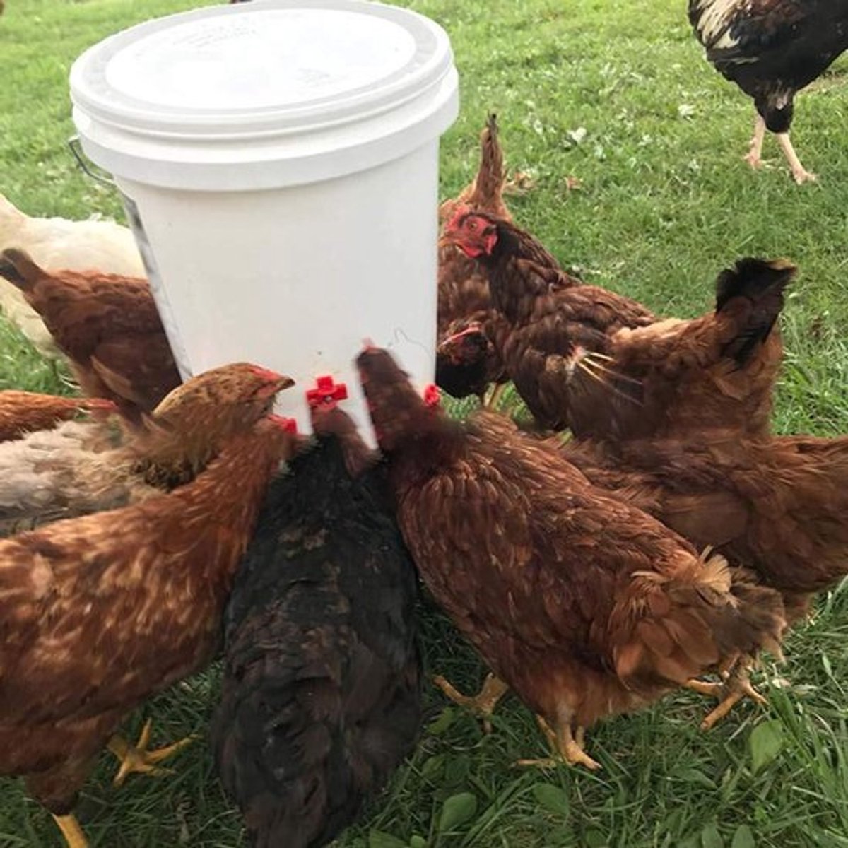 Gevogelte Nippel Waterer - Draadloze Installatie van Roestvrij Staal voor Kuikens, Kwartels, Kippen