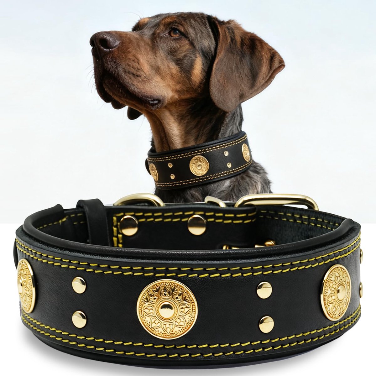 Halsband van leer, 5 cm breed, robuuste echt leren halsband, handgemaakt, zacht en luxe, opvallende beste keuze voor grote en middelgrote hondenrassen, goud/zwart, L