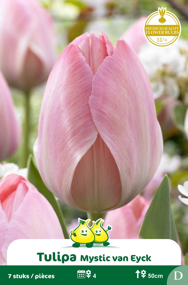 2 Zakjes Darwin Tulp Mystic Van Eyck maat 12/+